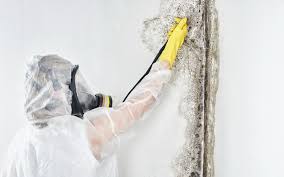 Best Mold Documentation for Insurance Claims  in Dillon, MT